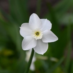 Narcissus 'Xit' 