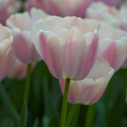Tulipa 'Royal Pride'