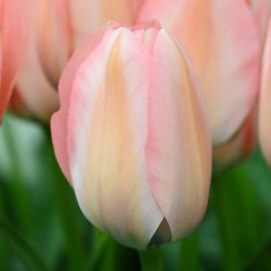Tulipa 'Bella Blush'®