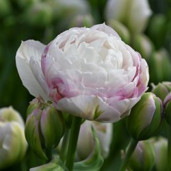Tulipa 'Double Surprise'