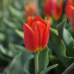 Tulipa 'Duc van Tol Salmon'