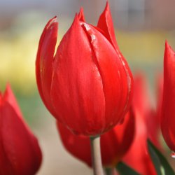 Tulipa 'Duc van Tol Scarlet'