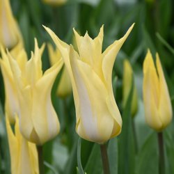 Tulipa 'Florijn Chic'®