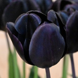 Tulipa 'Nightmare' ®
