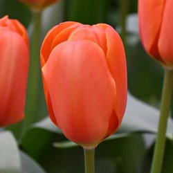 Tulipa 'Triple A'