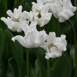 Tulipa 'White Liberstar'