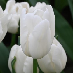 Tulipa 'White Sensation'