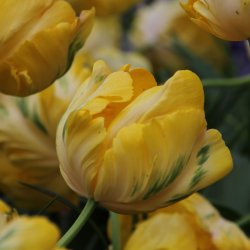 Tulipa 'Yellow Madonna' ®