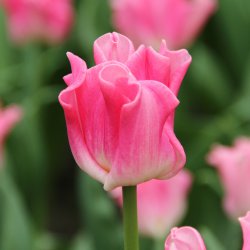 Tulipa 'Crown of Dynasty' ®