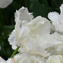 Tulipa 'Witte Rebel'