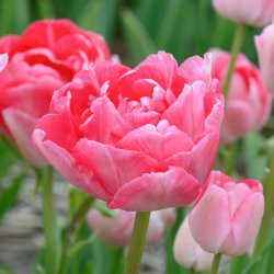 Tulipa 'Princess Angelique'