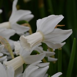 Narcissus 'Emcys'