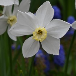 Narcissus 'Polar Ice'