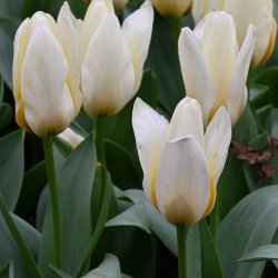 Tulipa 'Concerto'