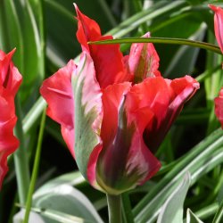 Tulipa 'Esperanto'