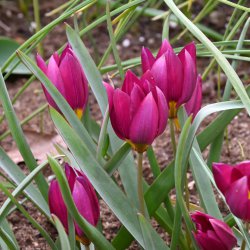 Tulipa humilis 'Odalisque'