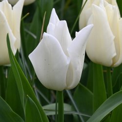 Tulipa 'Kiwanis'