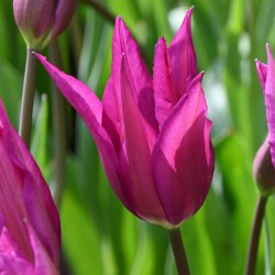 Tulipa 'Purple Dream'®