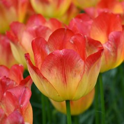 Tulipa 'Suncatcher'