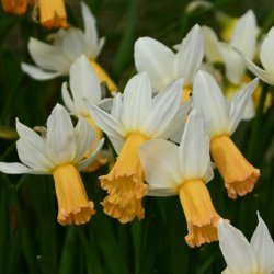 Narcissus 'Winter Walzer'
