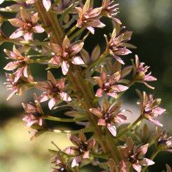 Eucomis pallidiflora subsp....