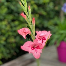 Gladiolus nanus 'Summer Love'