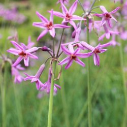 Tulbaghia 'Lizzy'