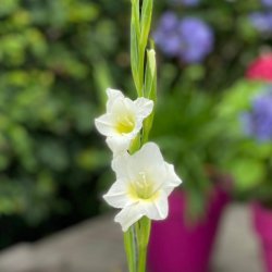 Gladiolus nanus 'Summer Bride'