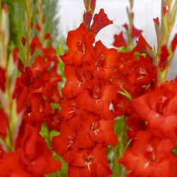 Gladiolus 'Chinon'
