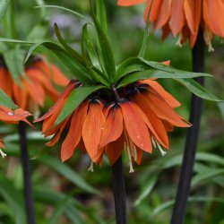 Fritillaria 'Orange Beauty'