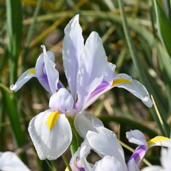 Iris hollandica 'Carmen'®