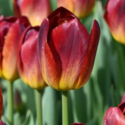 Tulipa 'Amberglow'