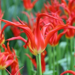 Tulipa 'Go Go Red'