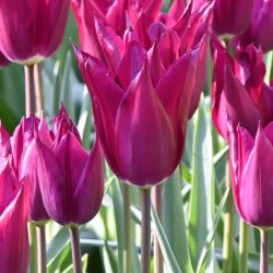 Tulipa 'Purple Heart'