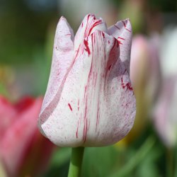 Tulipa 'Merel Delight'