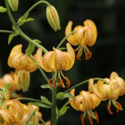 Lilium martagon 'Peppard Gold'