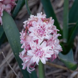 Hyacinthus 'Spring Beauty' ®