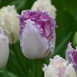 Tulipa 'Eyelash'