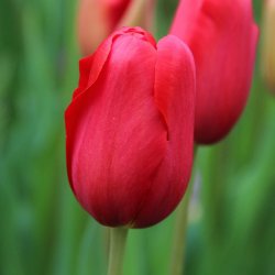 Tulipa 'Sky High Scarlet'®