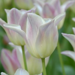 Tulipa 'Elegant Lady'