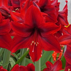 Hippeastrum 'Supreme Romance'