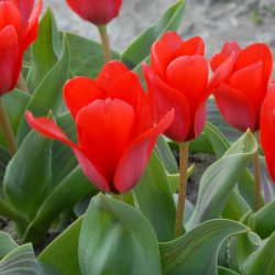 Tulipa 'Cherry Orchard'