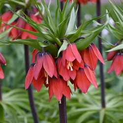 Fritillaria 'Red Beauty'