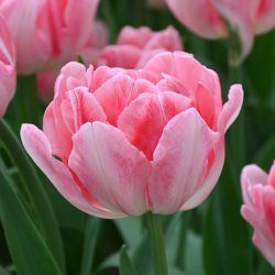 Tulipa 'Foxtrot'