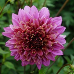 Dahlia 'Mambo'