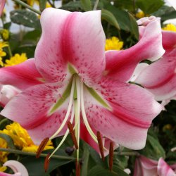 Lilium 'Anastasia'