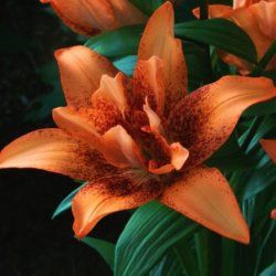 Lilium 'Double Love'