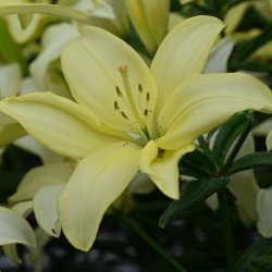 Lilium 'Easy Vanilla'