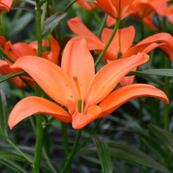 Lilium 'Mandarin Star'