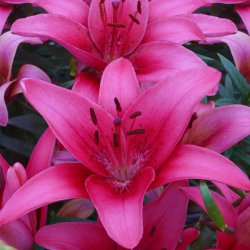 Lilium 'Pink County'